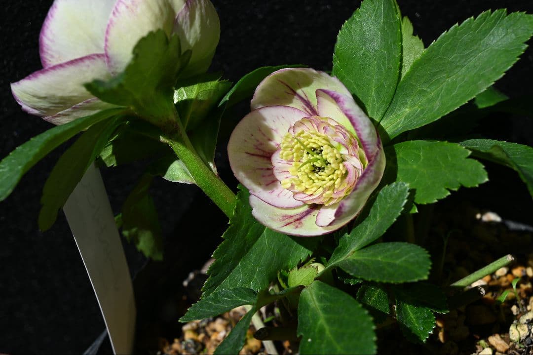 クリスマスローズ　認定プリマヴェーラ　sd多弁 加藤農園