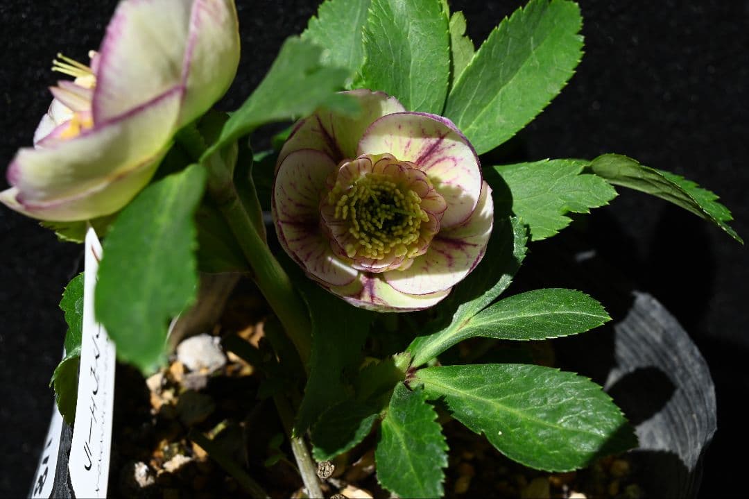 クリスマスローズ　認定プリマヴェーラ　sd多弁 加藤農園