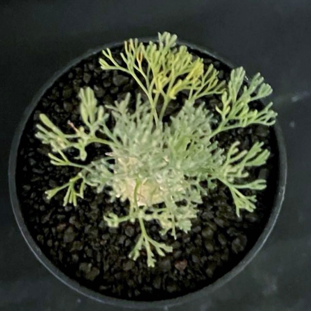 サルコカウロン ペニクリナム ユーフォルビオイデス カカリオイデス 3株セット