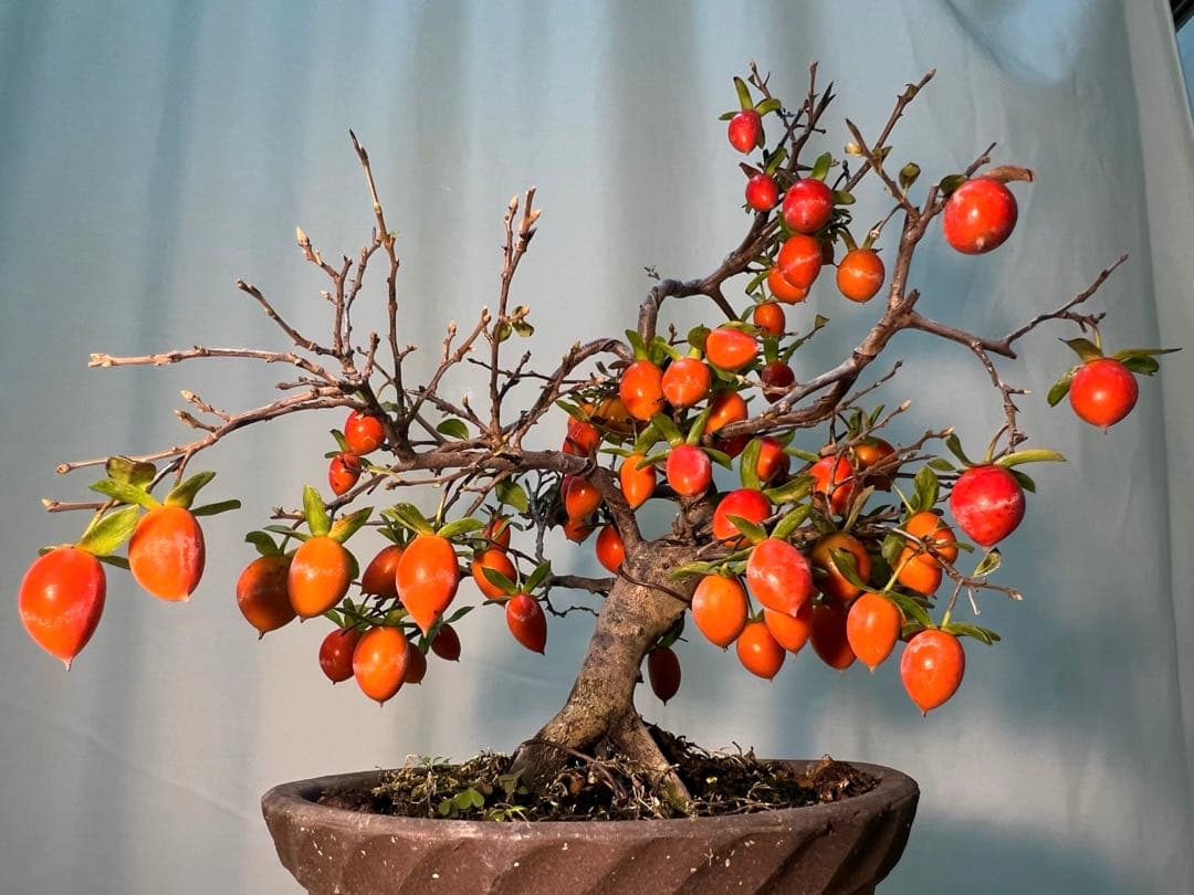 老爺柿　四季成