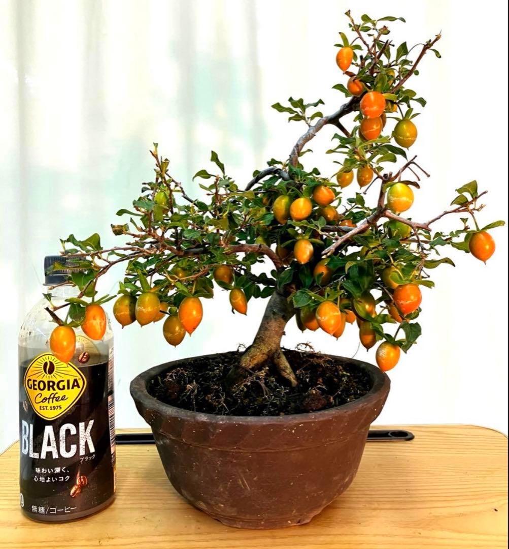 老爺柿　四季成