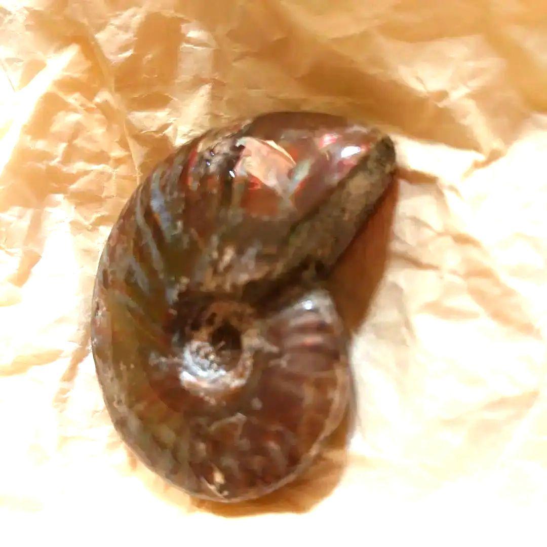 アンモナイトオパール