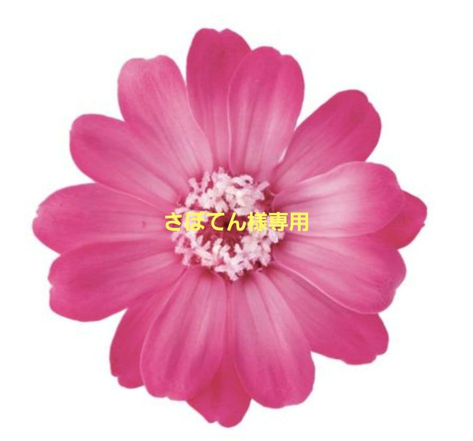 さぼてんページ