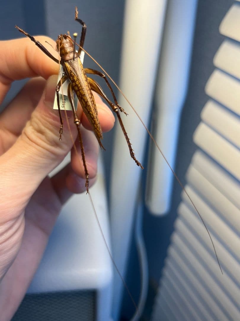 【極美展足】クワガタキリギリス 化け物キリギリス 昆虫標本 ウェタ