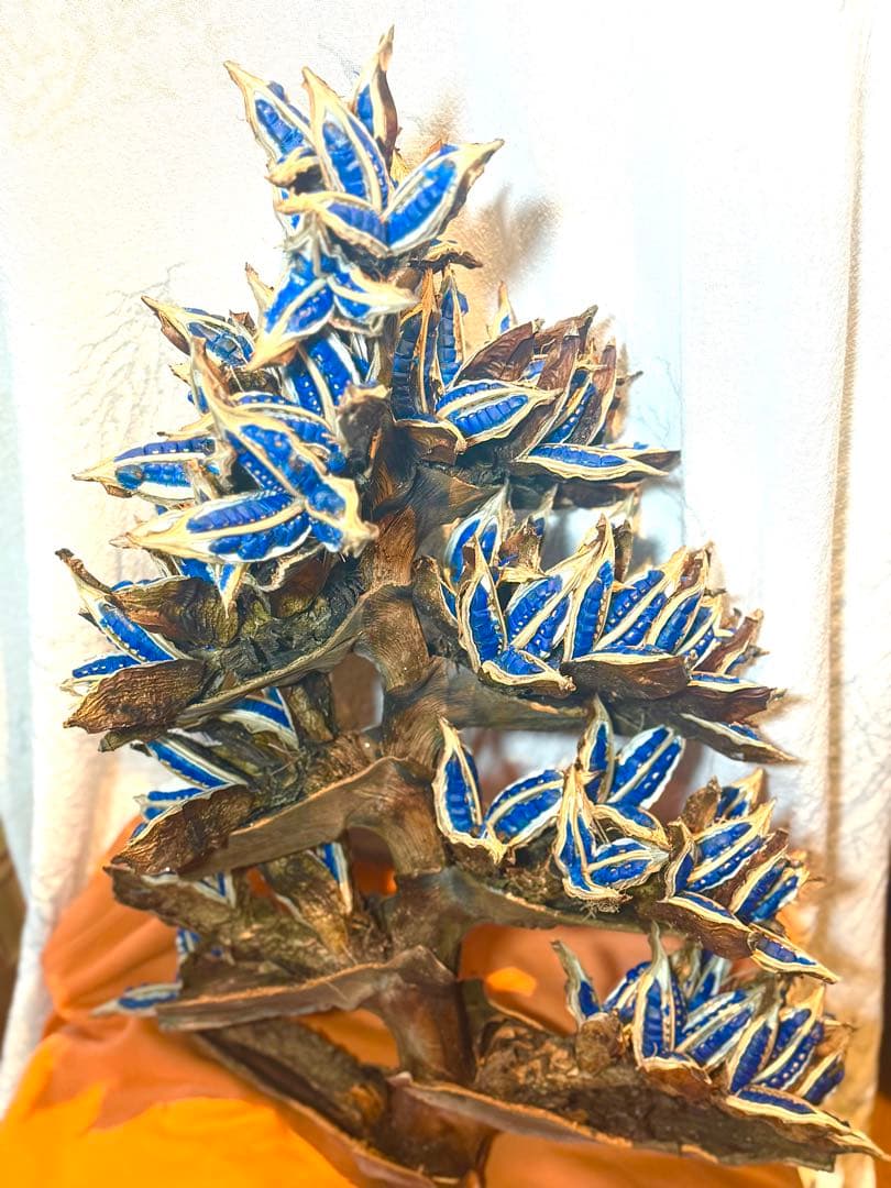 72 旅人の木 期間限定割引 今季宮古島産11房