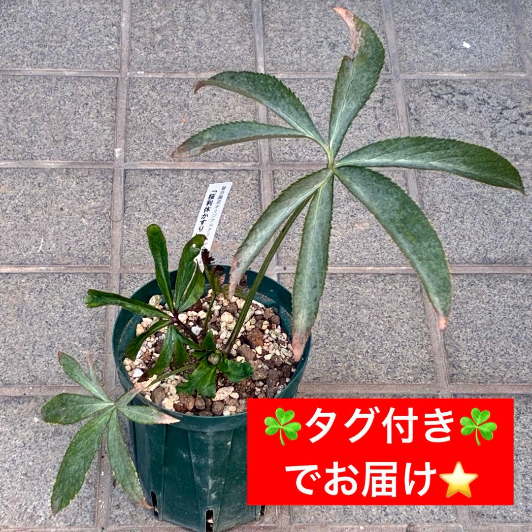 清*子様 ☘️蕾☘️タグ付き☘️根充実❤️沢山新芽元気株❤️666⭐️極上⭐️最