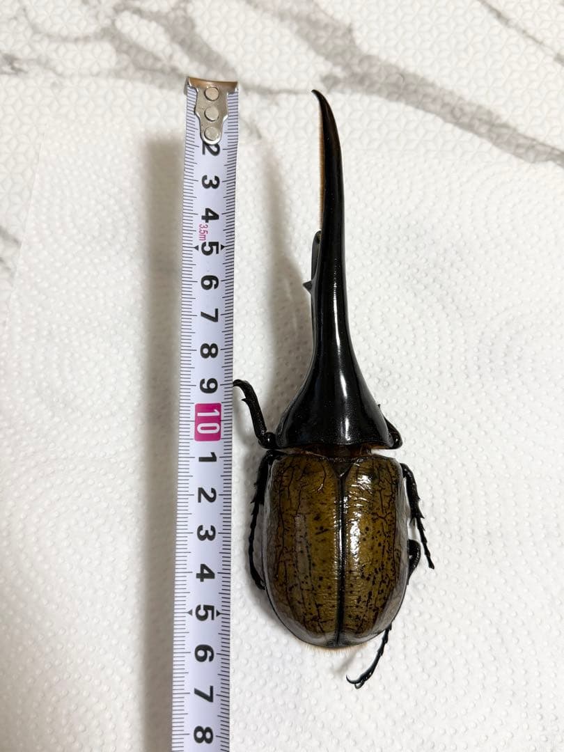 ヘラクレスヘラクレスオオカブト　標本