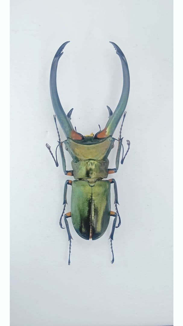 ※美麗　エラフスホソアカクワガタ♂野外標本