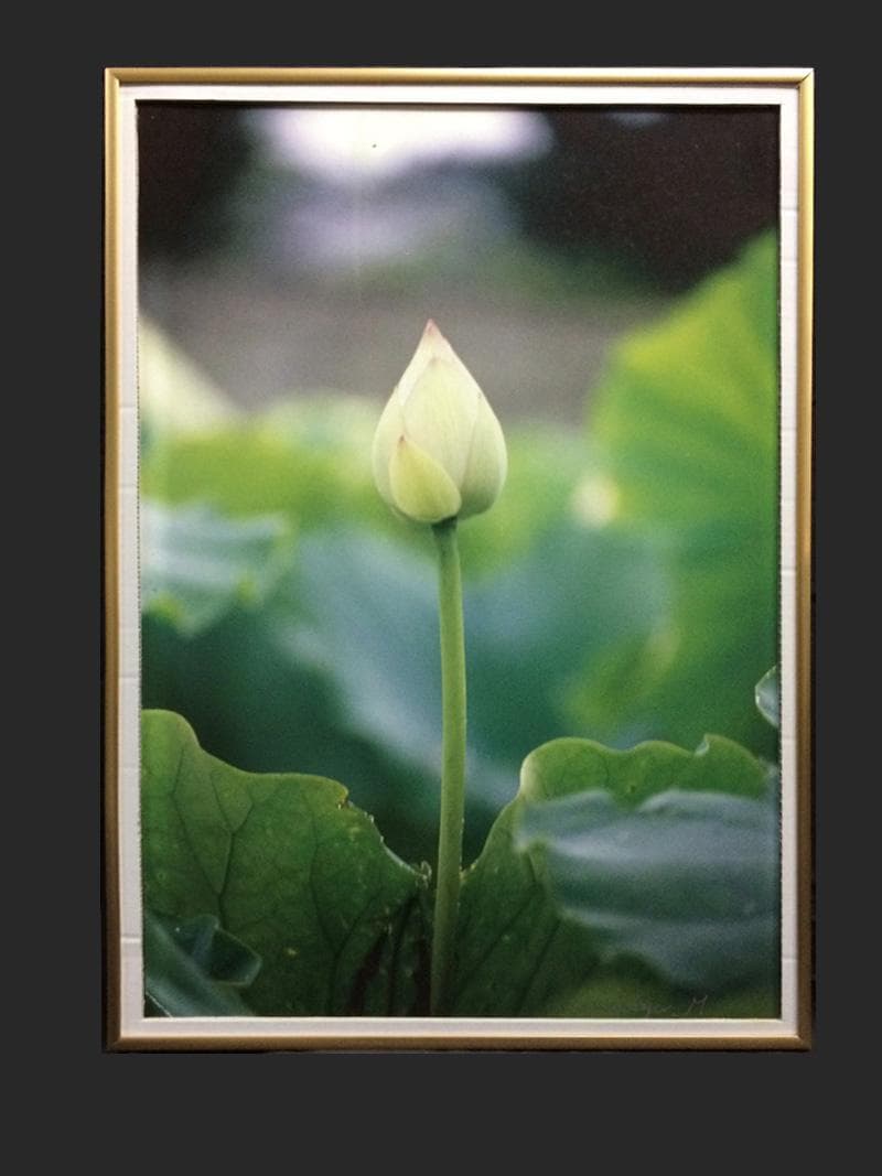 凛 / 睡蓮 　撮影者：村山ヒデカズ 　オリジナルプリント！ 17/3_4