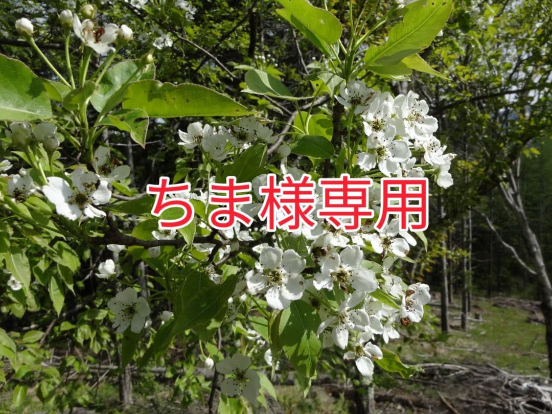 ちま品!!花貫ペグマタイト