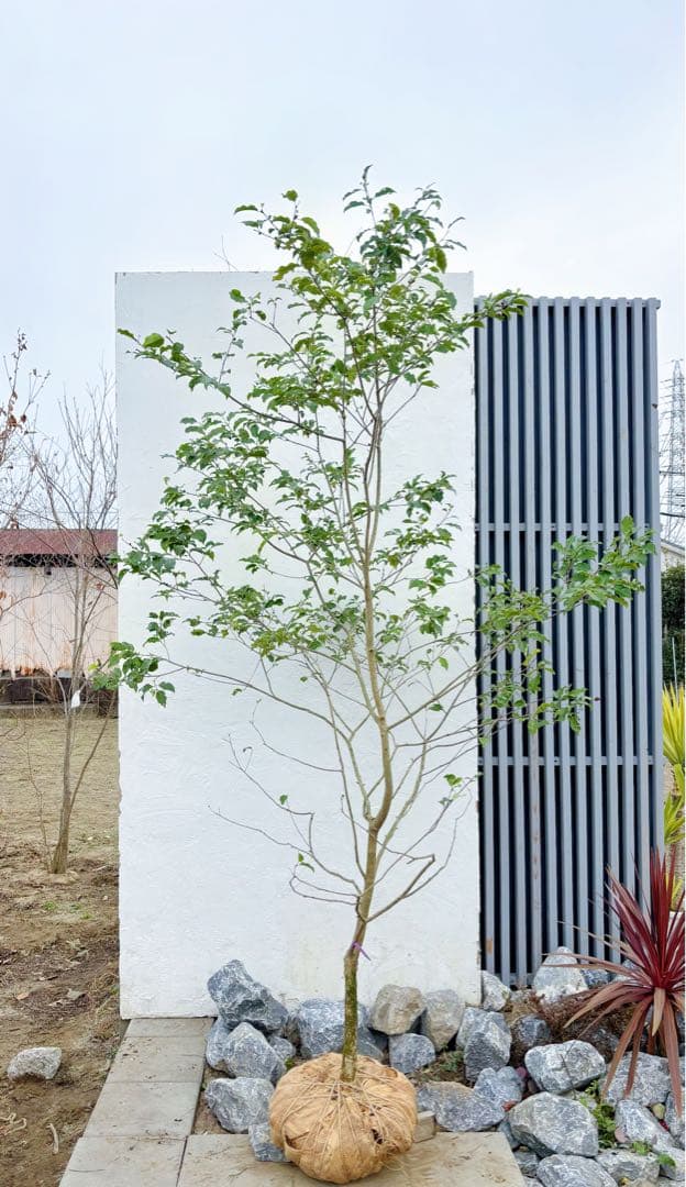 希少。山採りソヨゴ雌株2.6M(鉢底から)