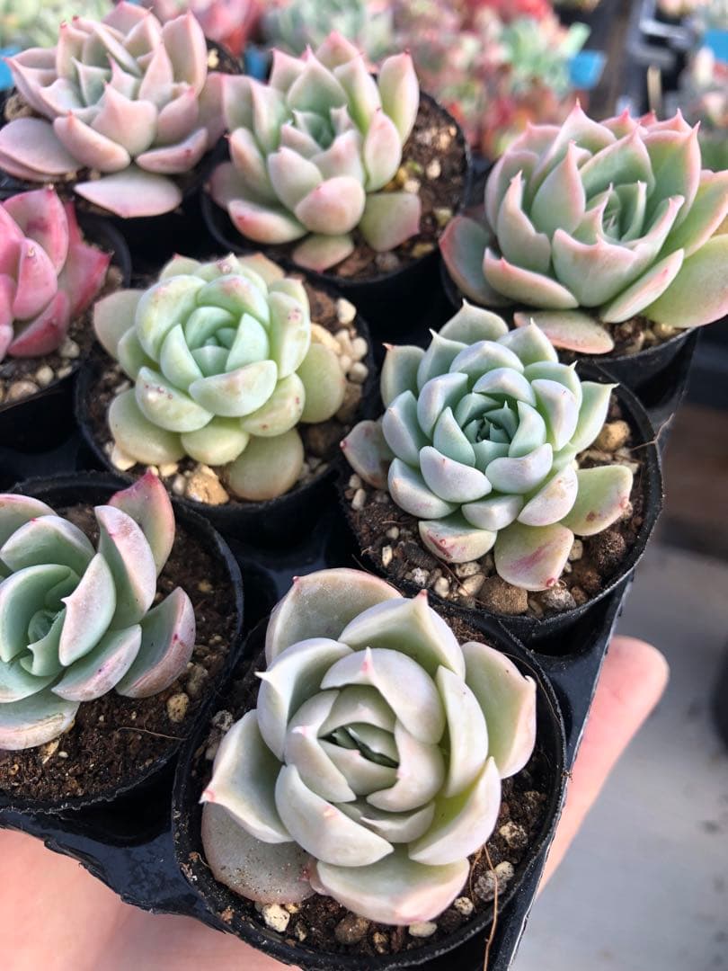 多肉植物 miyaさん苗♡小苗セット