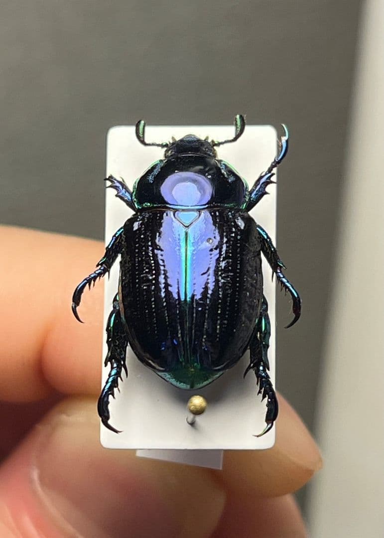 【18mm】Pelidnota sumptuosa プラチナコガネ コガネ標本