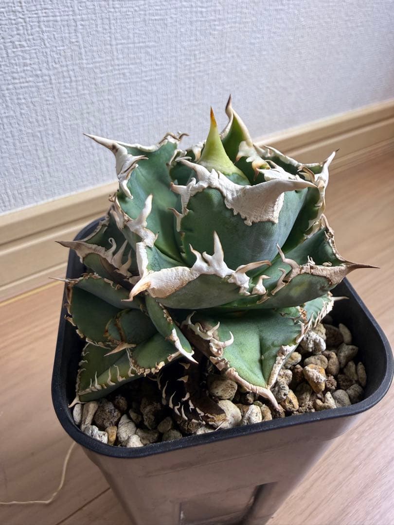 B*E様 【親株‼︎】アガベ 大白鯊 ホオジロザメ　子株4つ付き！