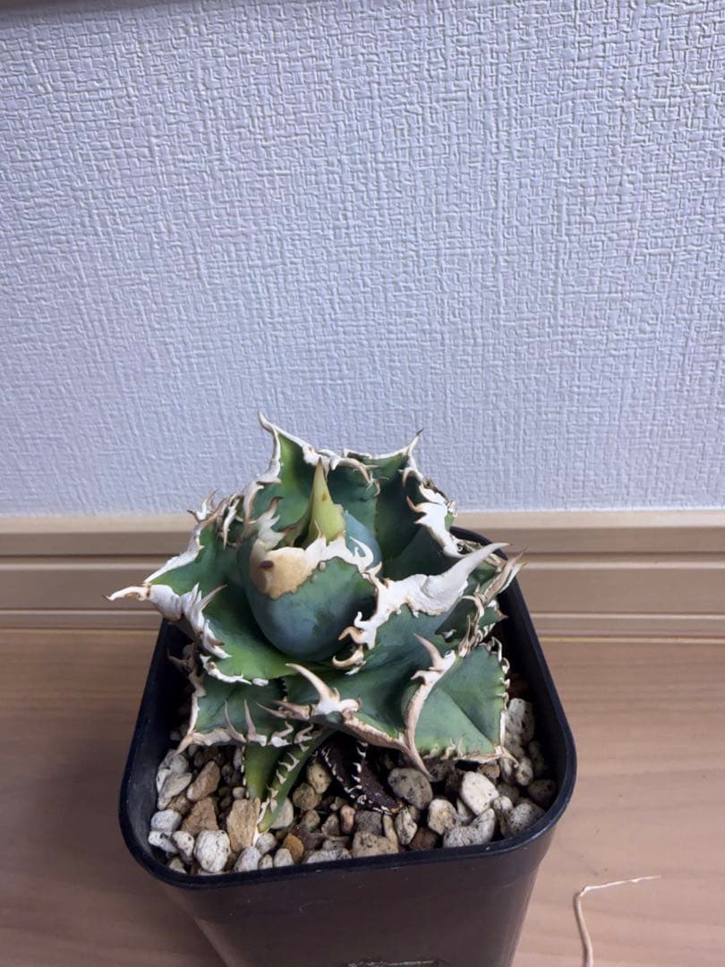 B*E様 【親株‼︎】アガベ 大白鯊 ホオジロザメ　子株4つ付き！