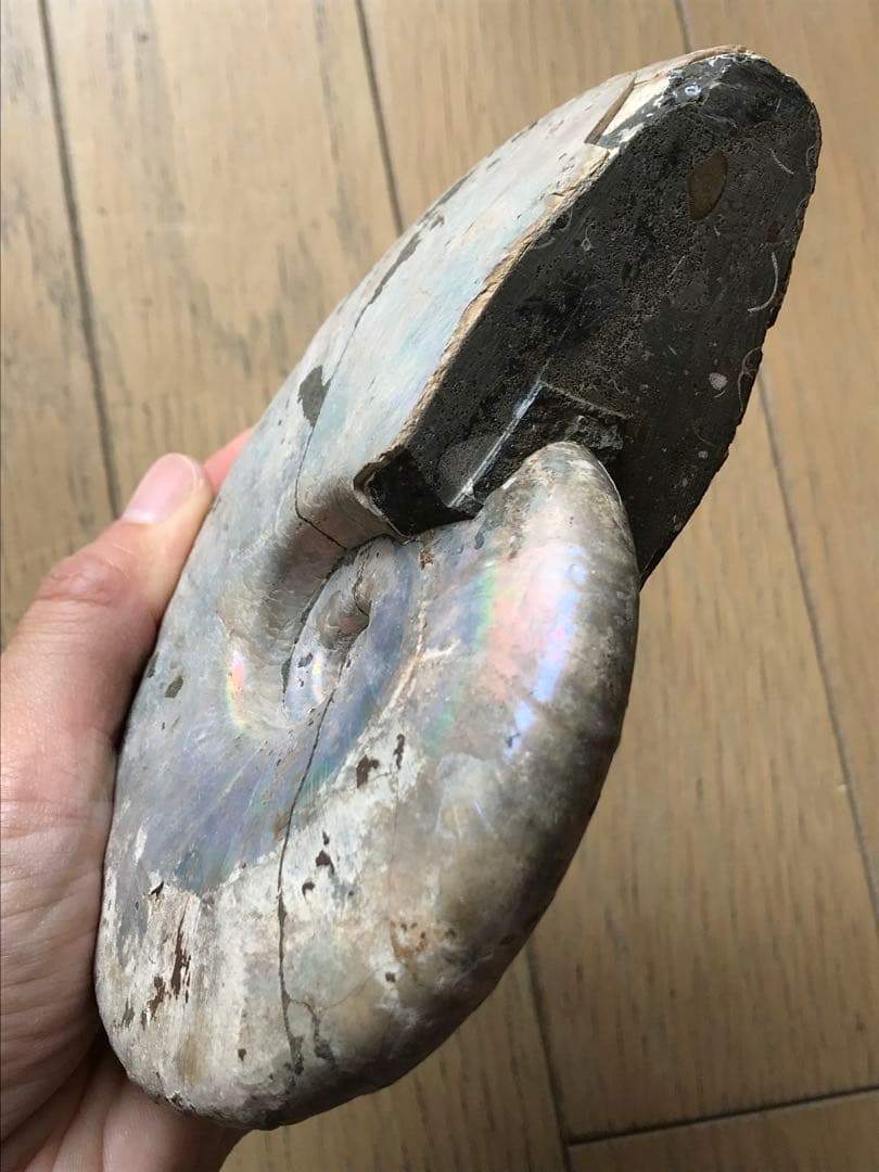 【わた】マダガスカル産　アンモナイト化石青（ビューダンティセラス）大サイズ