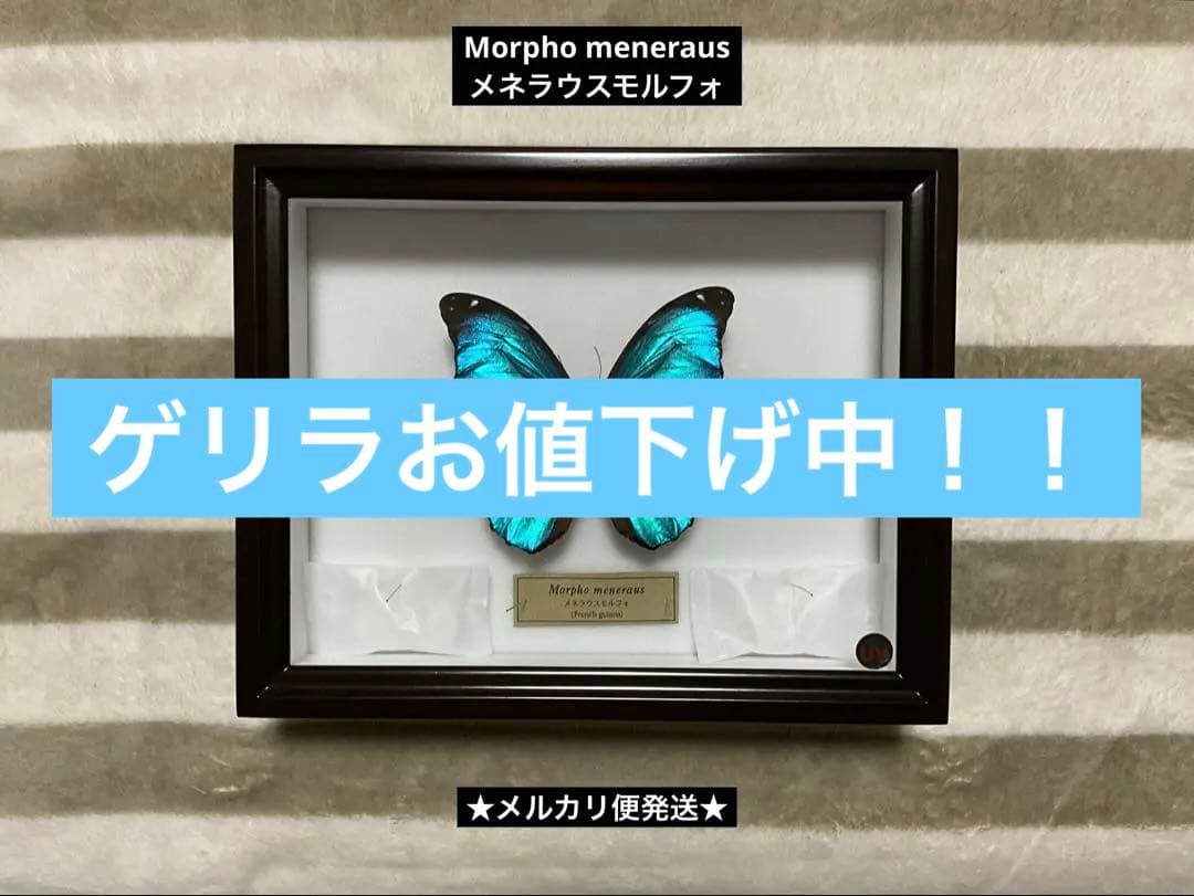 Morpho meneraus　メネラウスモルフォ　標本　ケース付き