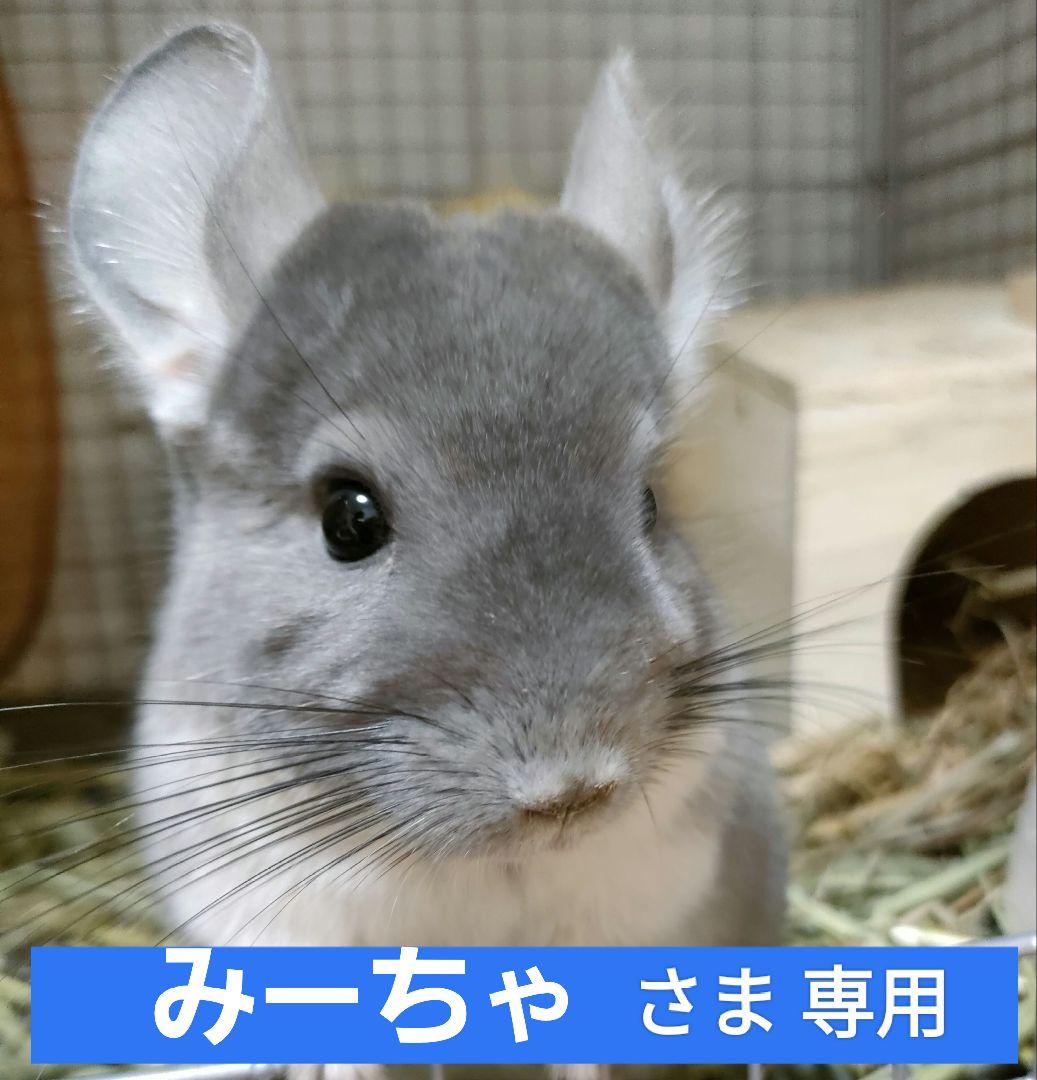 【みーちゃ】　メンテナンス2.25kg×2袋、他追加あり