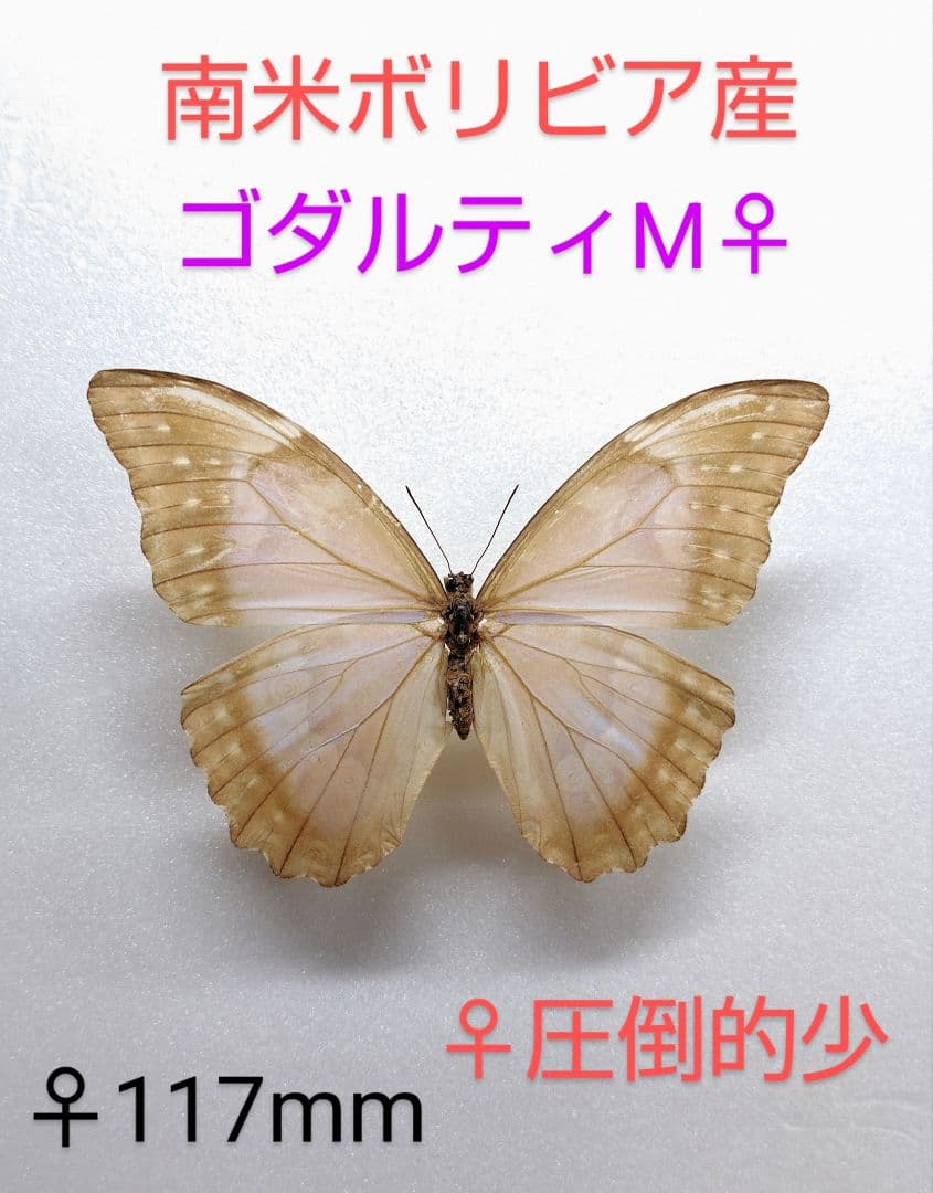 ゴダルティモルフォチョウ♀標本 117mm稀♀★南米ボリビア産淡真珠色美麗個体
