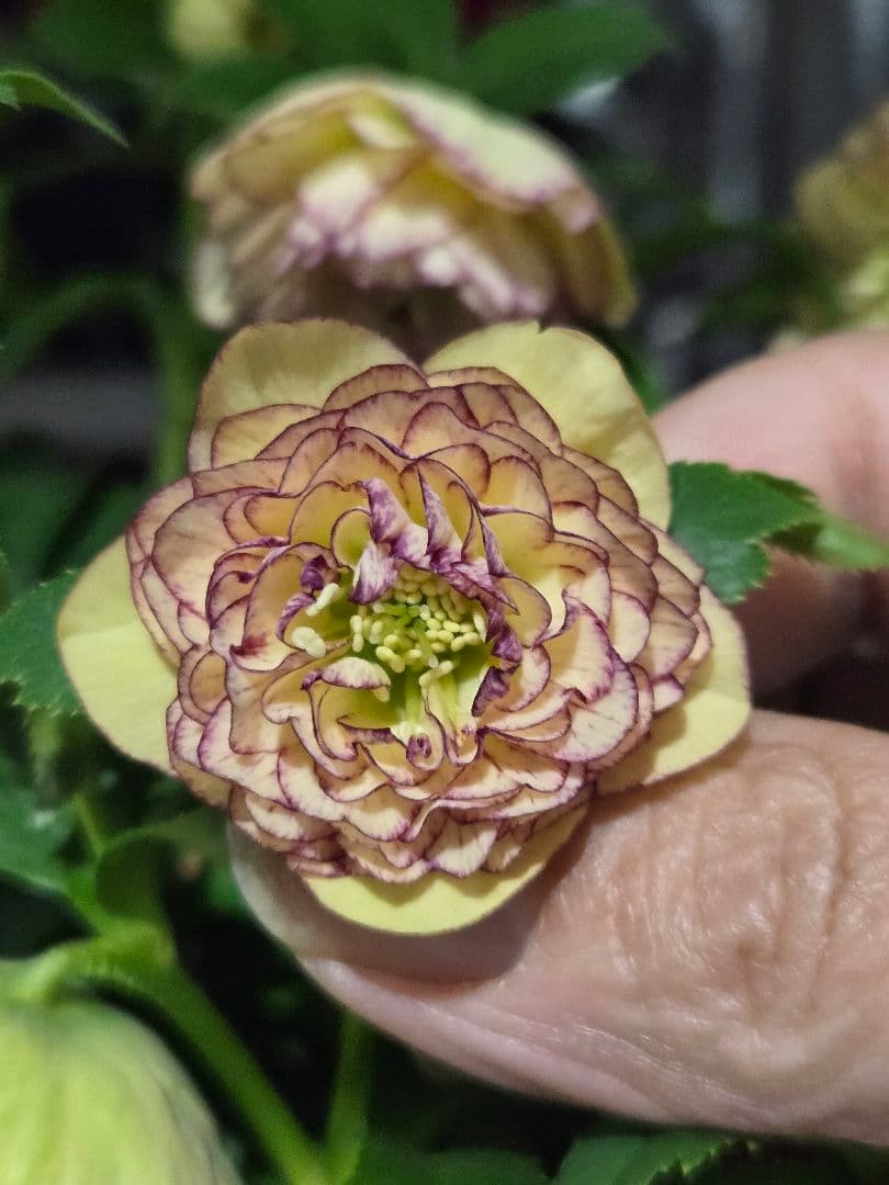 ☆クリスマスローズ☆多弁　小輪系イエローピコ☆6号鉢☆