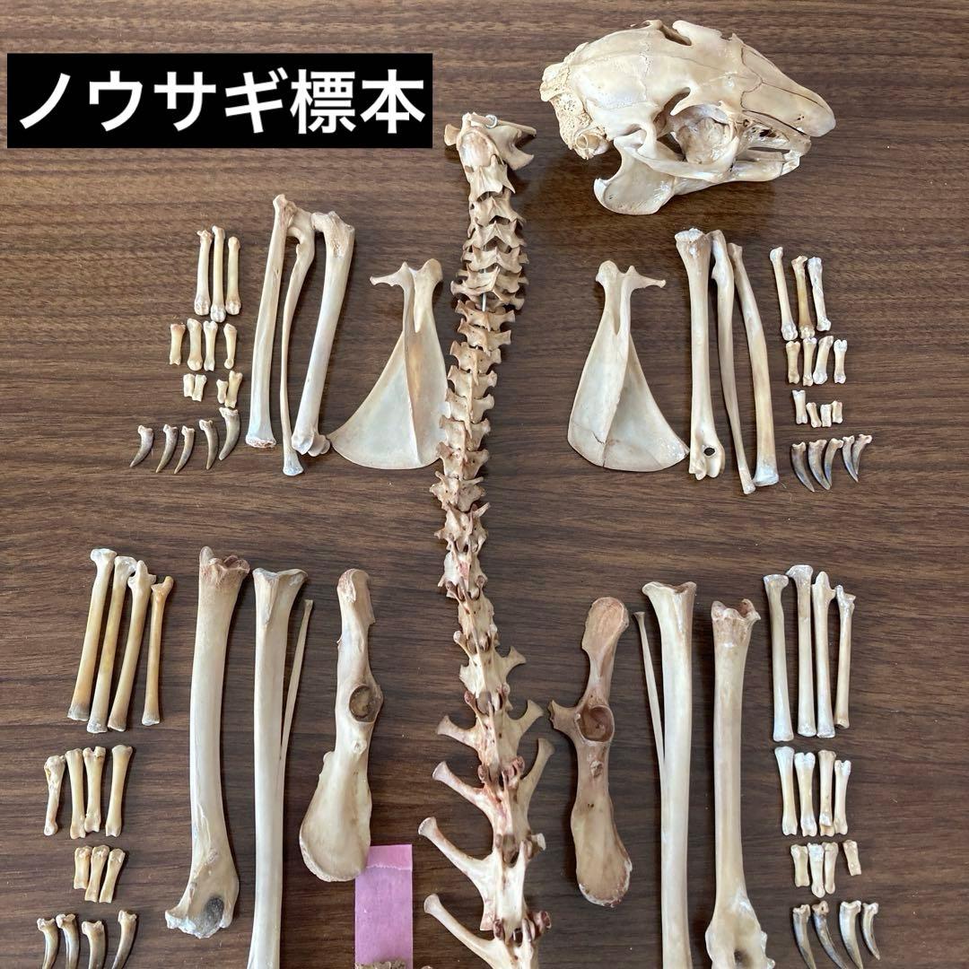 ノウサギの骨標本　頭骨標本