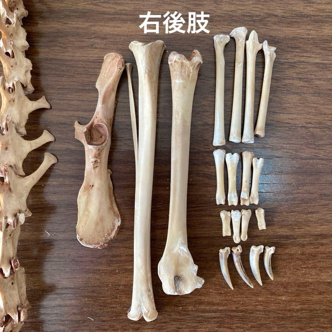 ノウサギの骨標本　頭骨標本