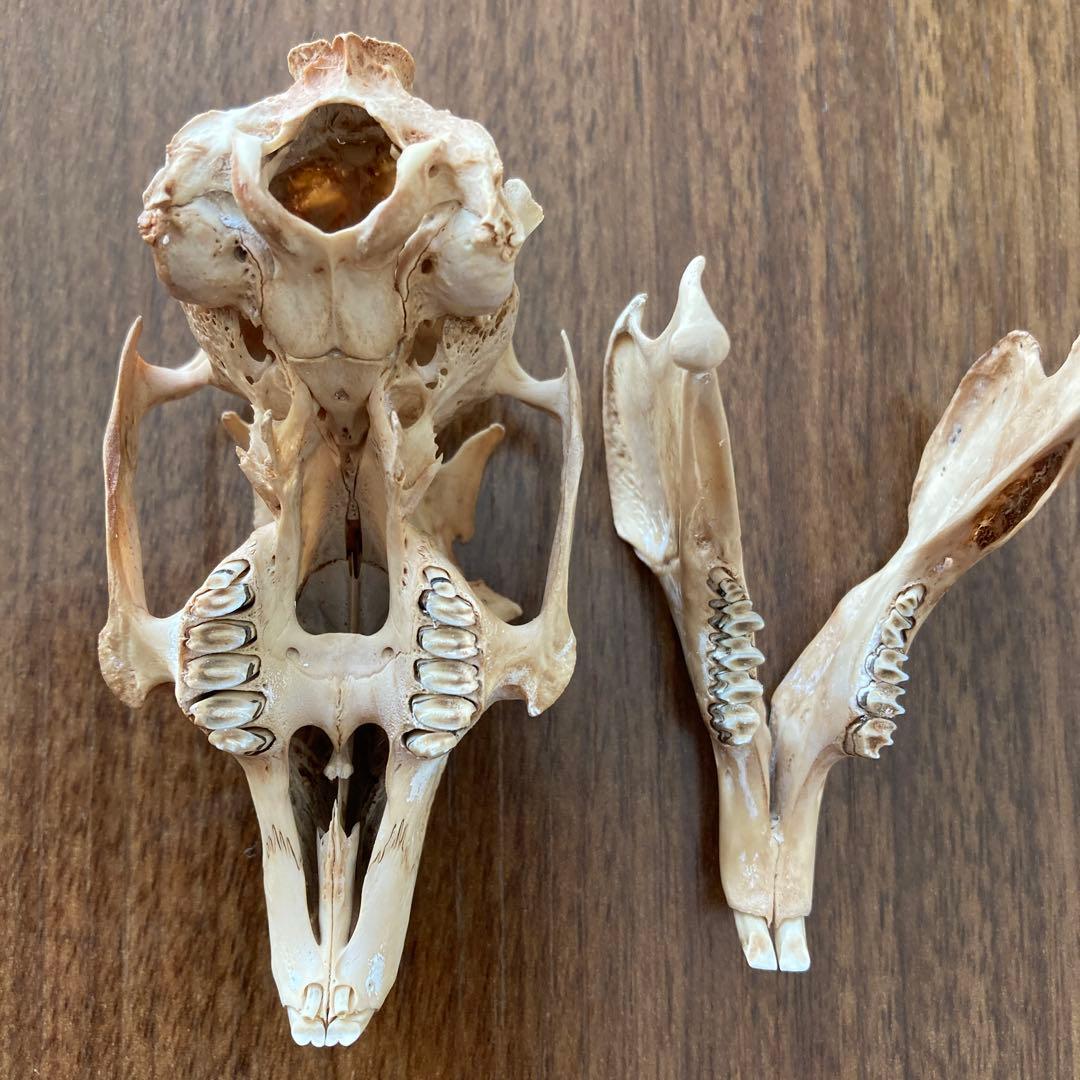 ノウサギの骨標本　頭骨標本