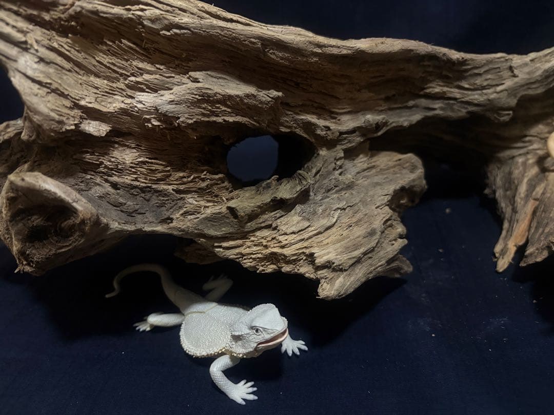 Ｇ88 爬虫類、両生類、シェルター、アクアテラリウム、インテリア、DIY