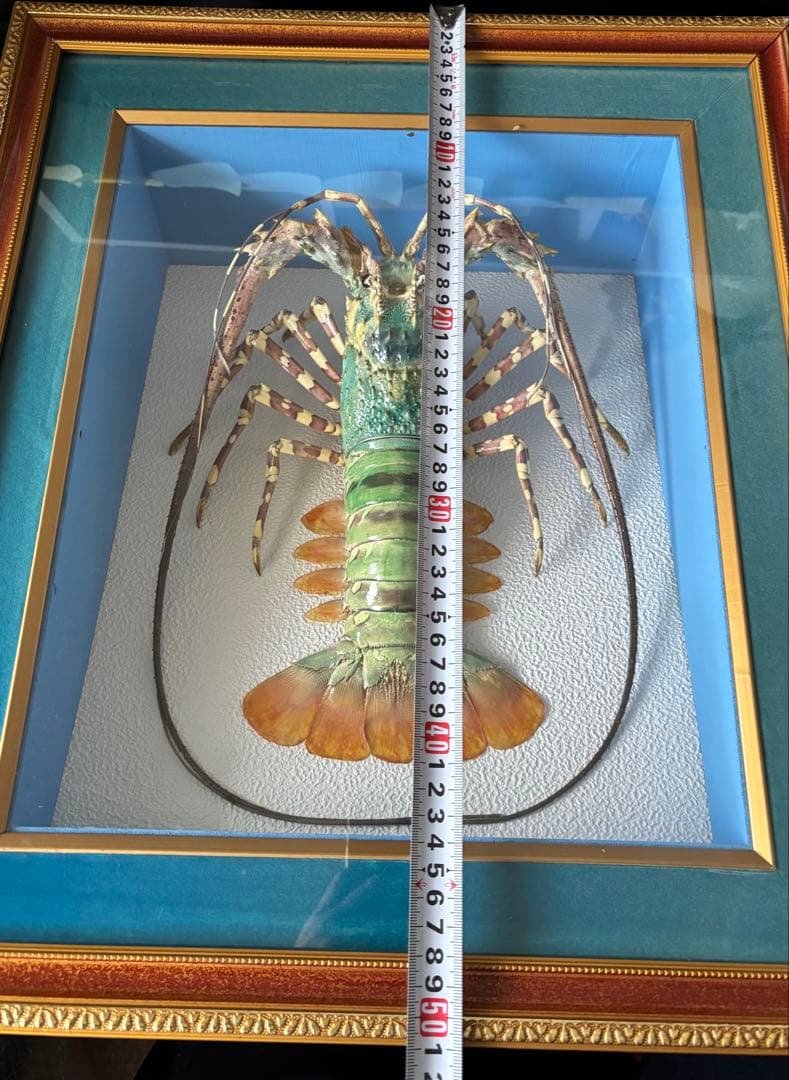#額装標本 ニシキエビ 錦海老　伊勢海老　えび　剥製