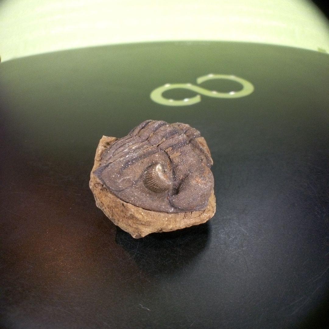 三葉虫　化石　ボリビア産　南アメリカ　trilobite　Bolivia三葉虫③