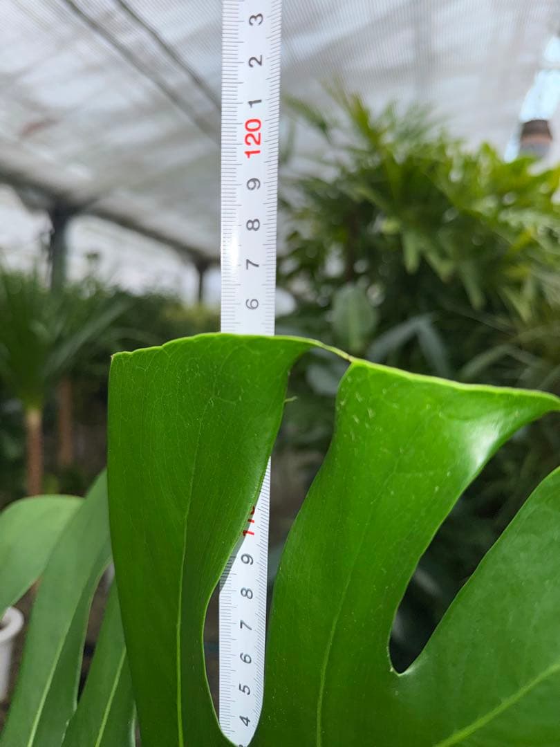 【特級品】モンステラ デリシオーサ 根上り 幹上がり 特大極上苗 7号鉢サイズ