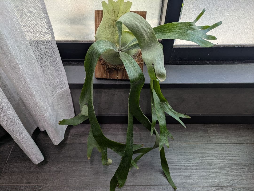 P.willinckii ' baileyi ' ベイレイ ビカクシダ