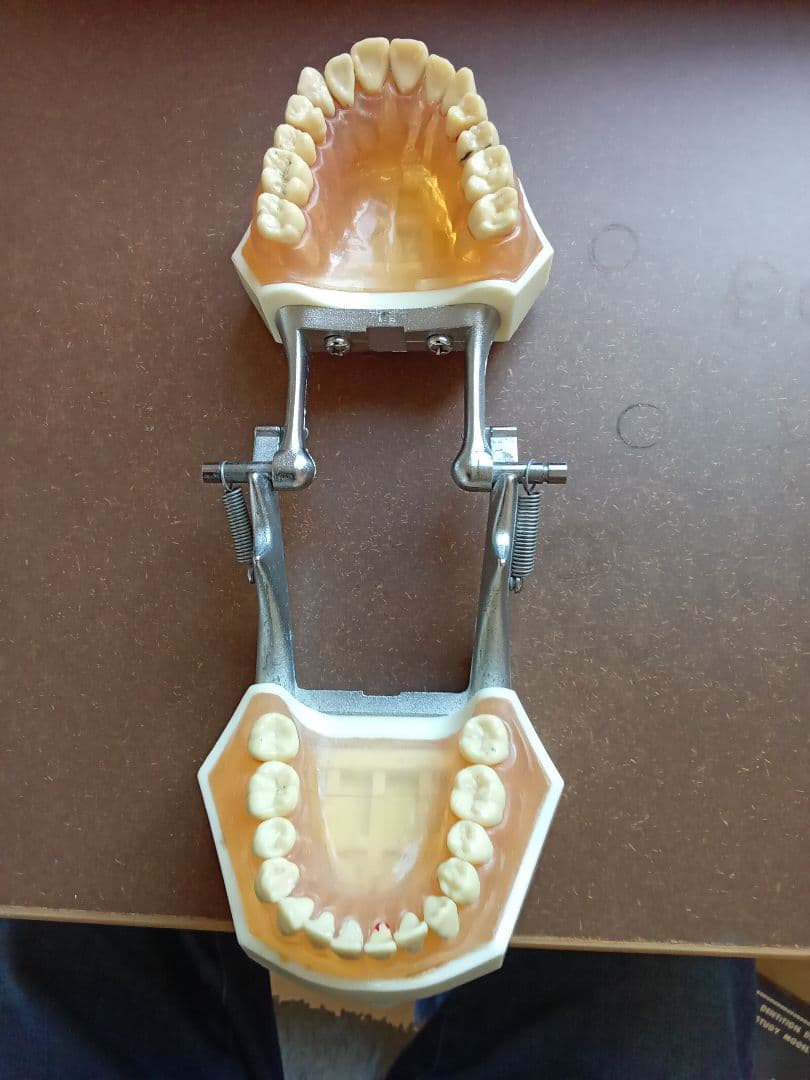 乳歯永久歯交換期模型、永久歯歯列模型