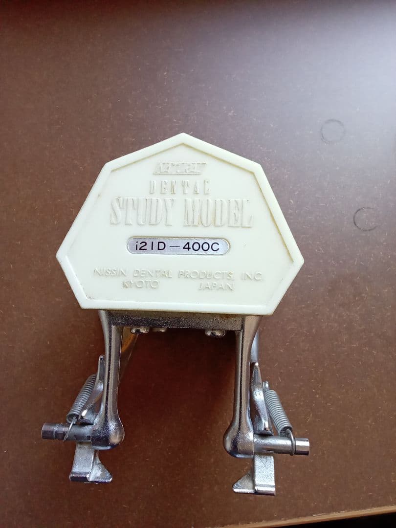 乳歯永久歯交換期模型、永久歯歯列模型