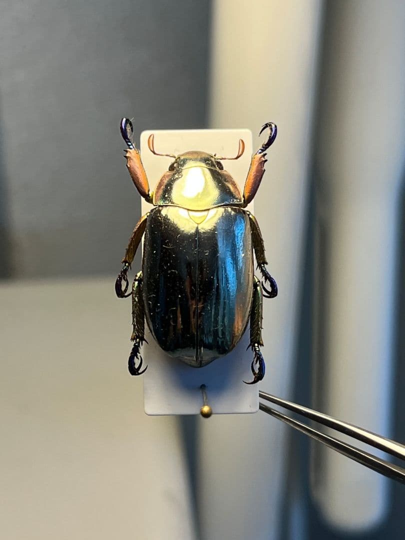 【27mm】クリサルギレアプラチナコガネ 標本カナブン ウグイスコガネ