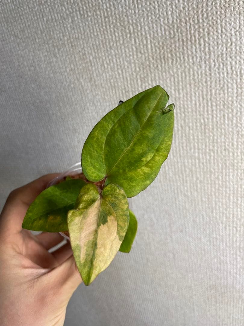 縄*⁇様 Anthurium AOS✖️RVDP斑入り
