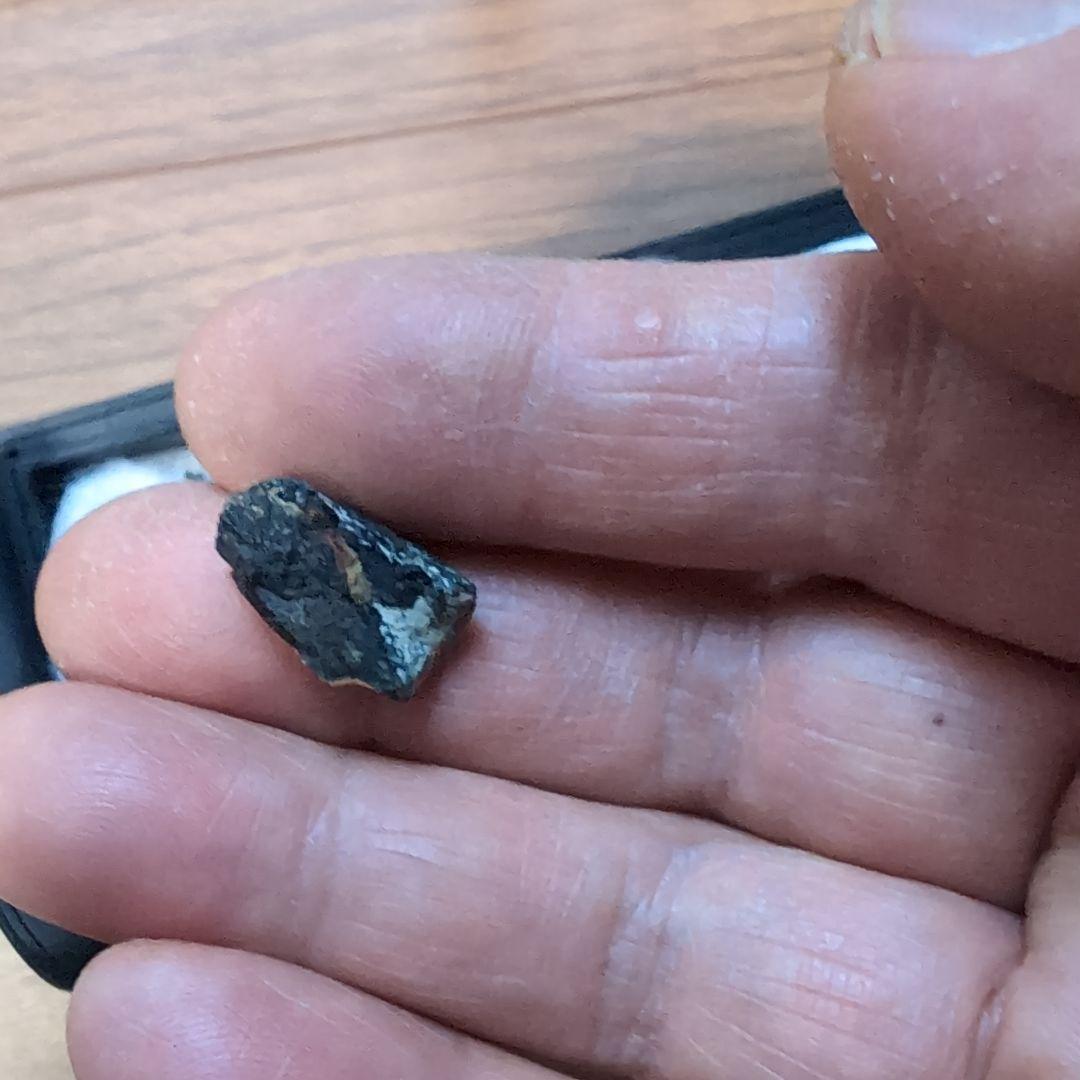 本物　ディノサウルス(ダスプレトサウルス)　歯化石　4個