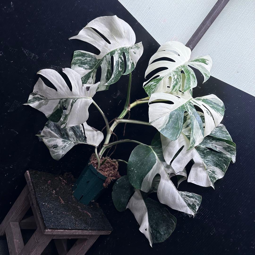a*9様 斑入りモンステラ ホワイトタイガー極美大株73cm白斑多