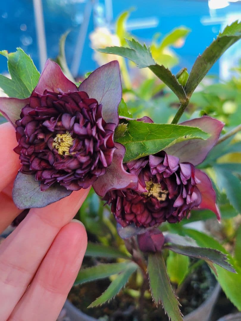 広瀬園芸　クリスマスローズ　多弁