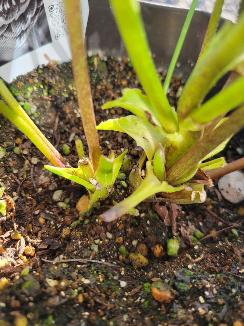 広瀬園芸　クリスマスローズ　多弁