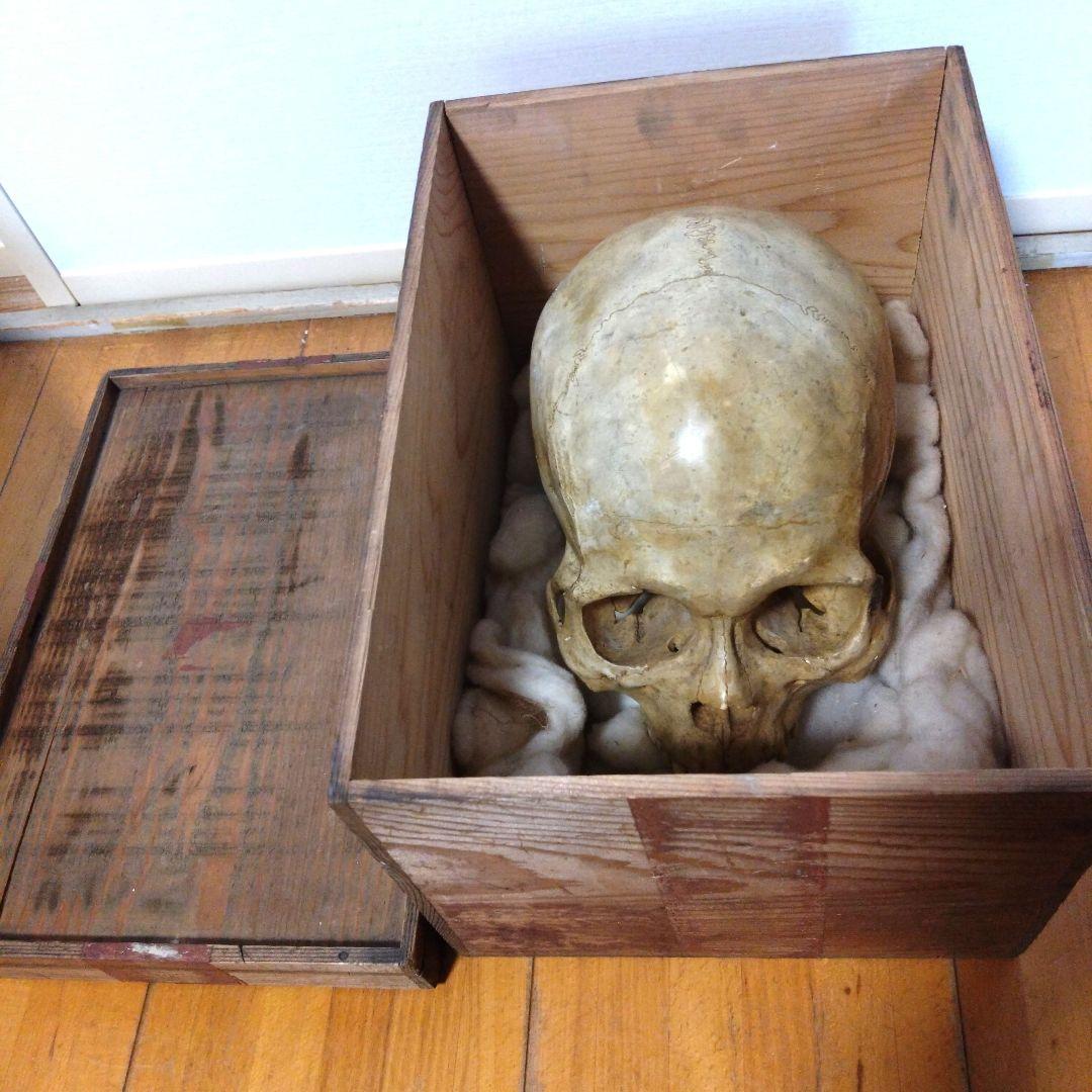 レトロな木箱入　頭蓋骨　　模型　田中狐峯製品
