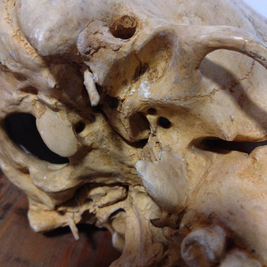 レトロな木箱入　頭蓋骨　　模型　田中狐峯製品