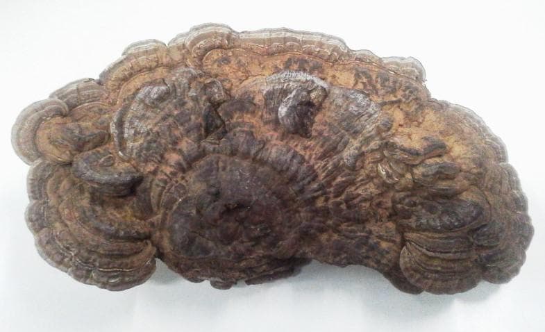 大きめ サルノコシカケ さるのこしかけ 北海道産