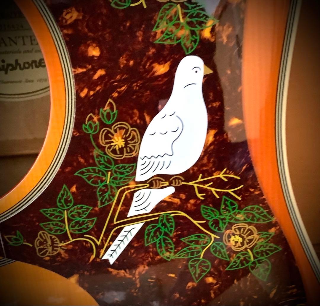 Epiphone Dove エレアコ　弦高調整済み美品