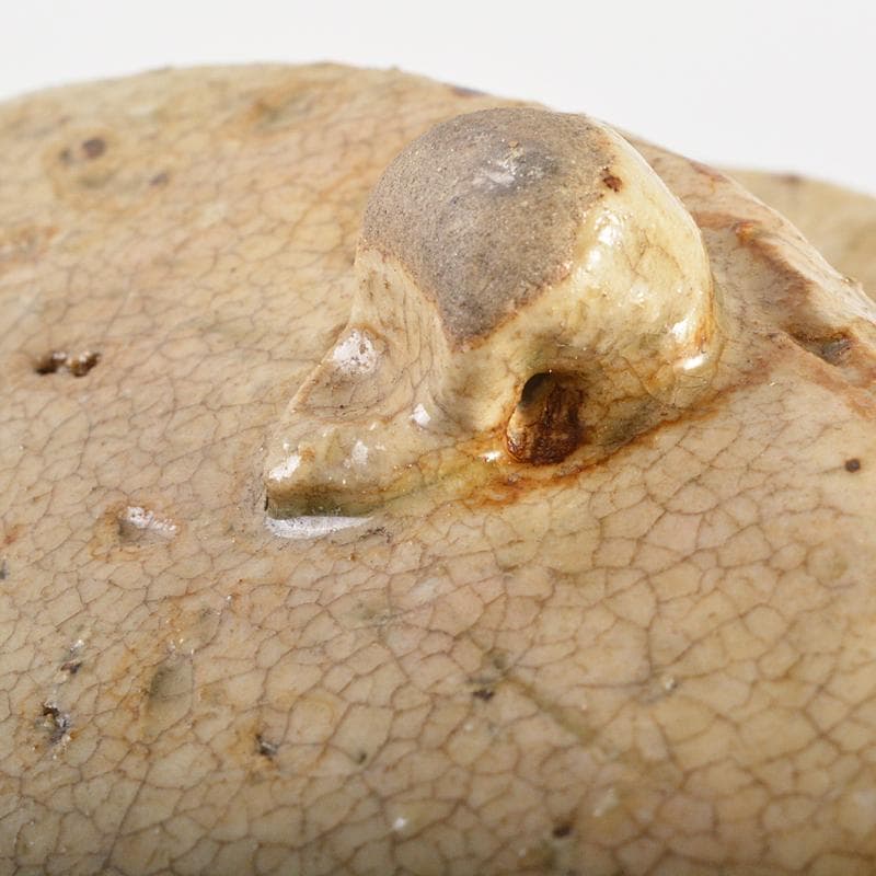 北大路魯山人作　黄瀬戸釉　蕪文　鉢　共箱　U　R7111