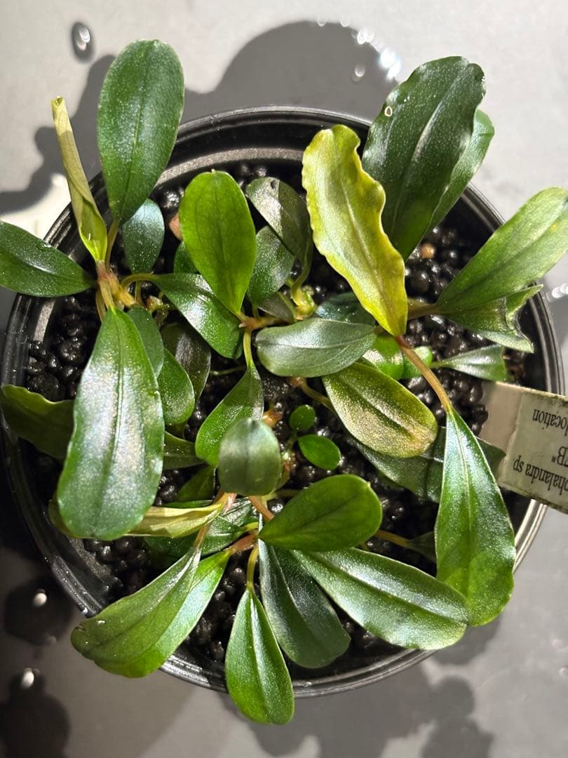 水草 Bucephalandra sp. GT-17B