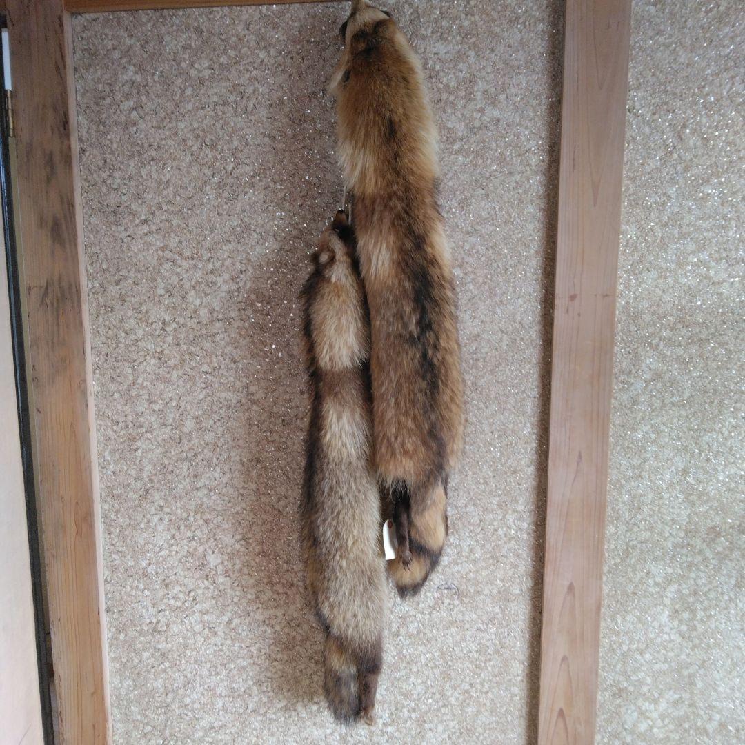 タヌキ剥製　ラクーンドック 毛皮　 小型　マフラー　リアルファー