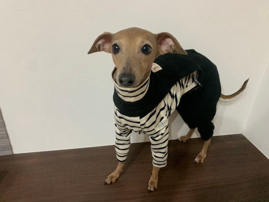 おまめさんページ　イタグレ服　ハンドメイド　サロペット