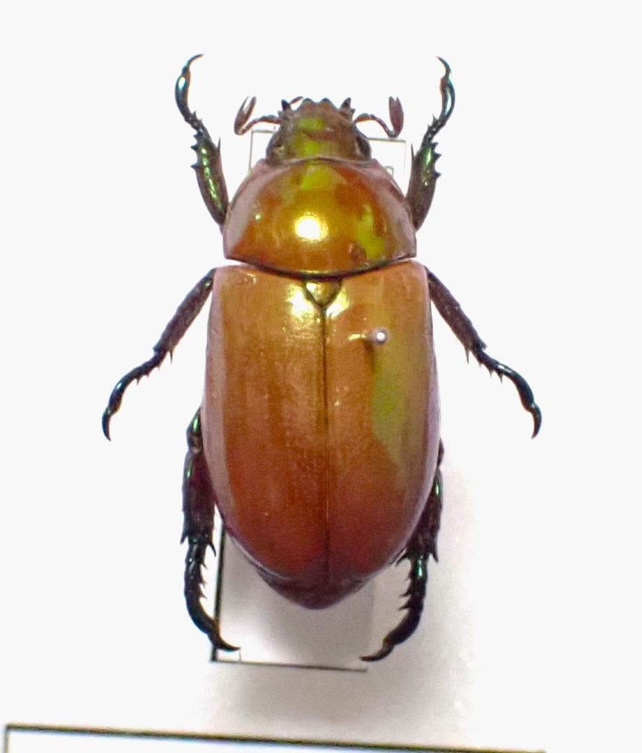 ペリドノタ　コガネムシ　標本