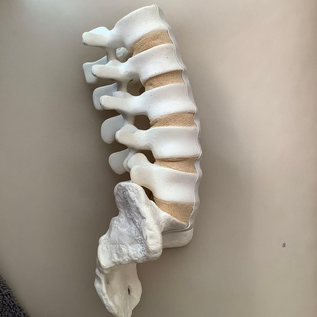 腰椎　模型